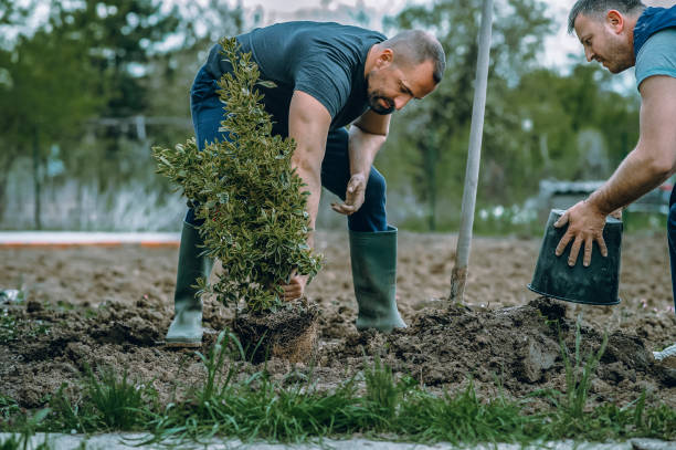 Landscape Design and Installation in Newcastle, WA