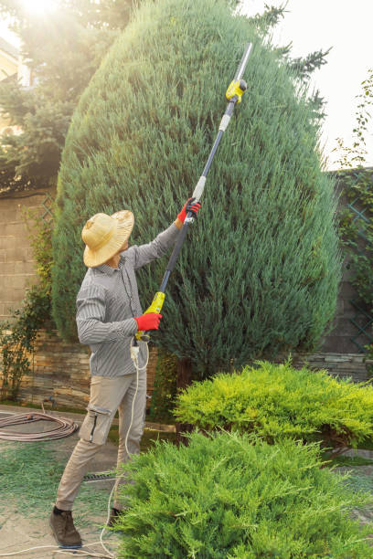 How Our Tree Care Process Works  in  Newcastle, WA