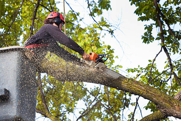 Trusted Newcastle, WA Tree Removal Experts